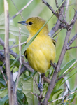 Orchard Oriole 3546